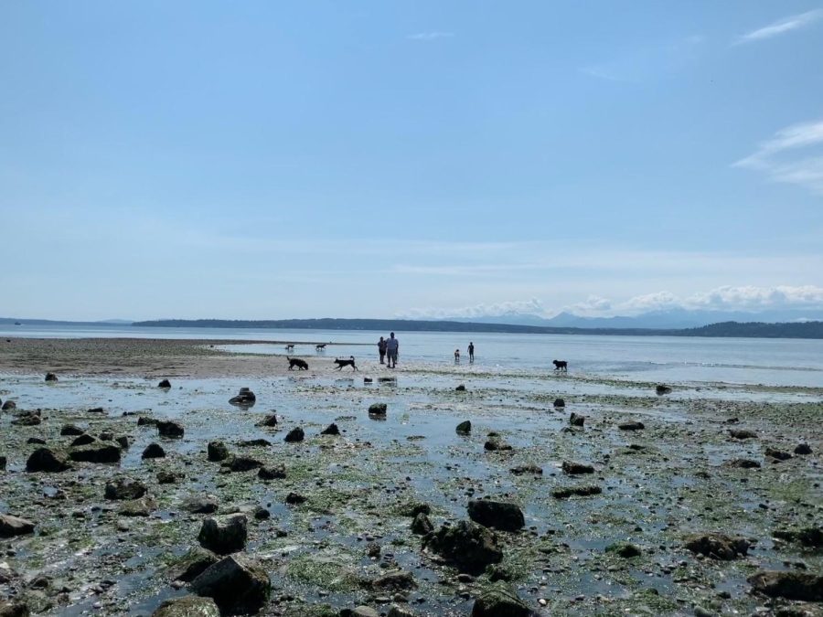 Low tide view of the beach. 